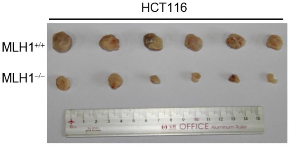 金诺芬在制备错配修复缺陷肿瘤药物中的应用